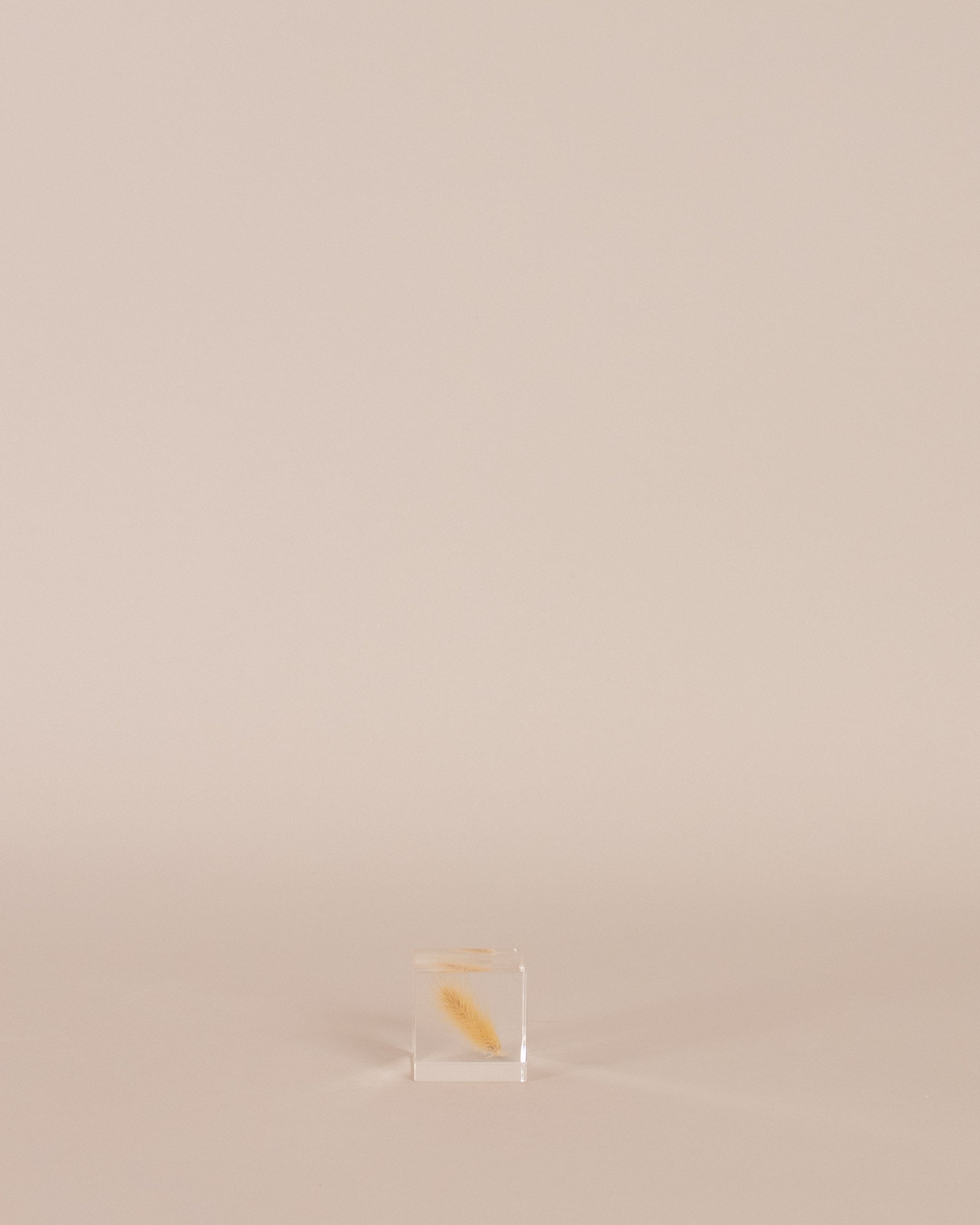 Bunny Tail Grass Sola Cube