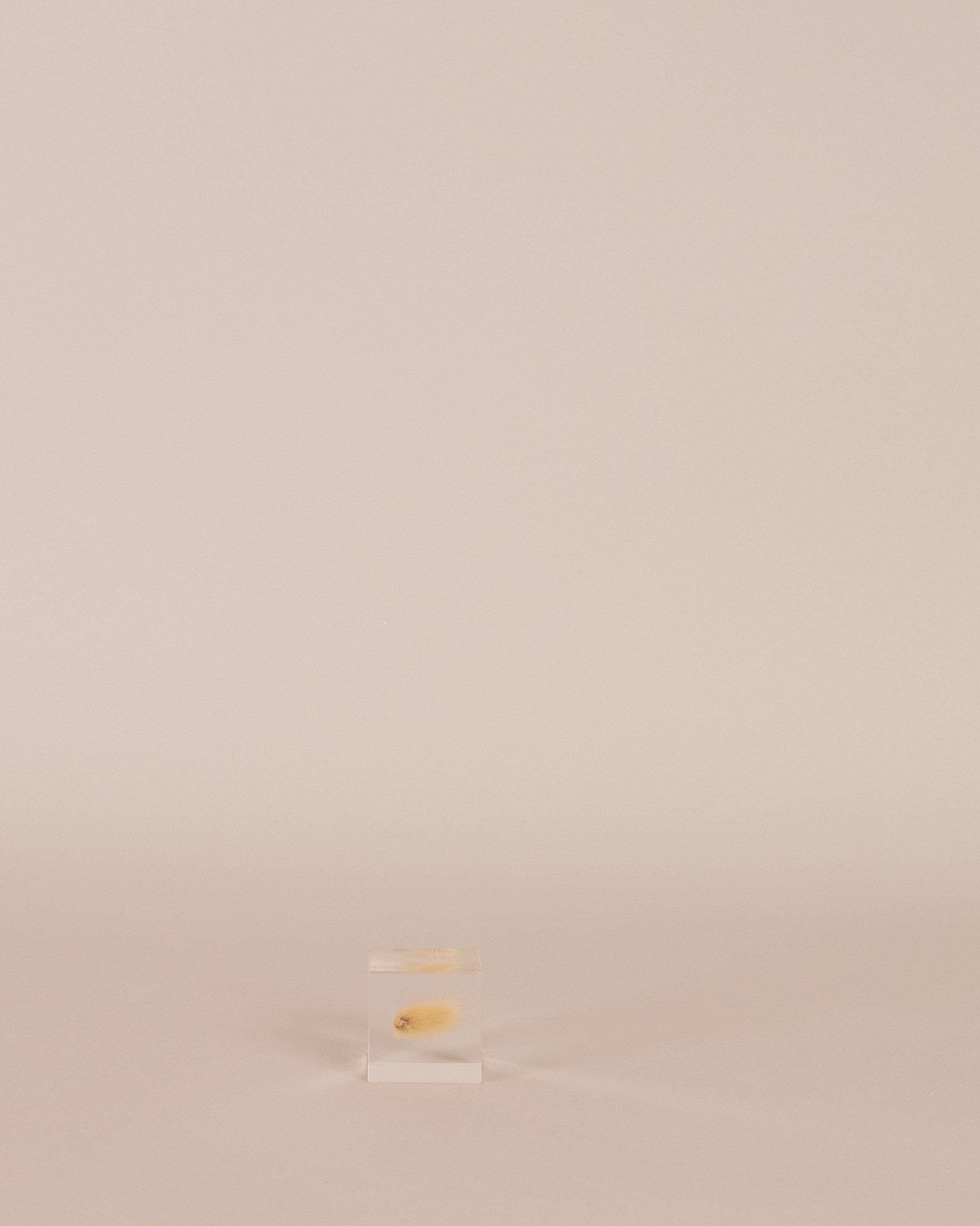 Bunny Tail Grass Sola Cube