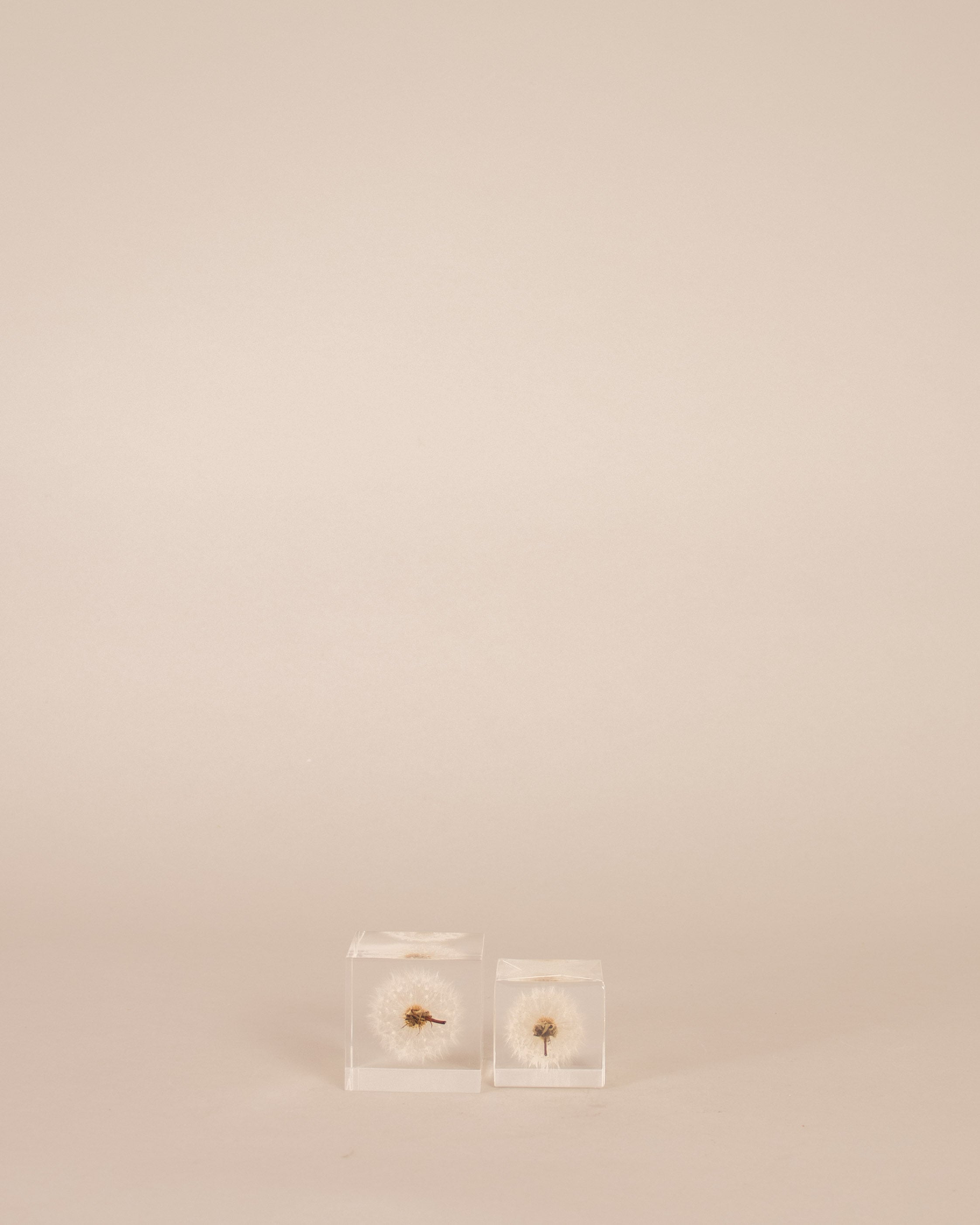 Dandelion Sola Cube - GOOD FRIEND
