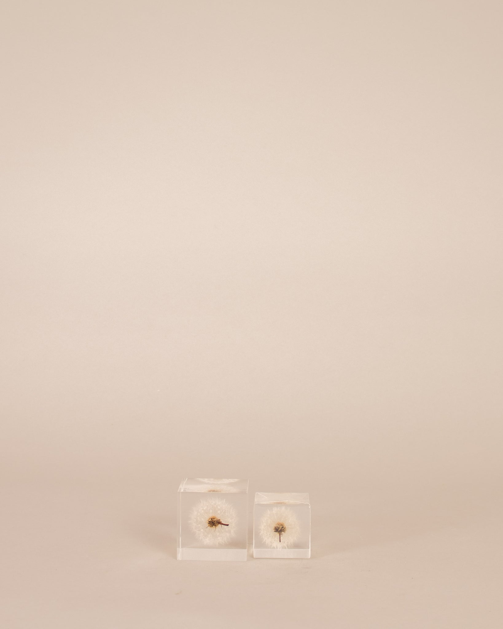 Dandelion Sola Cube