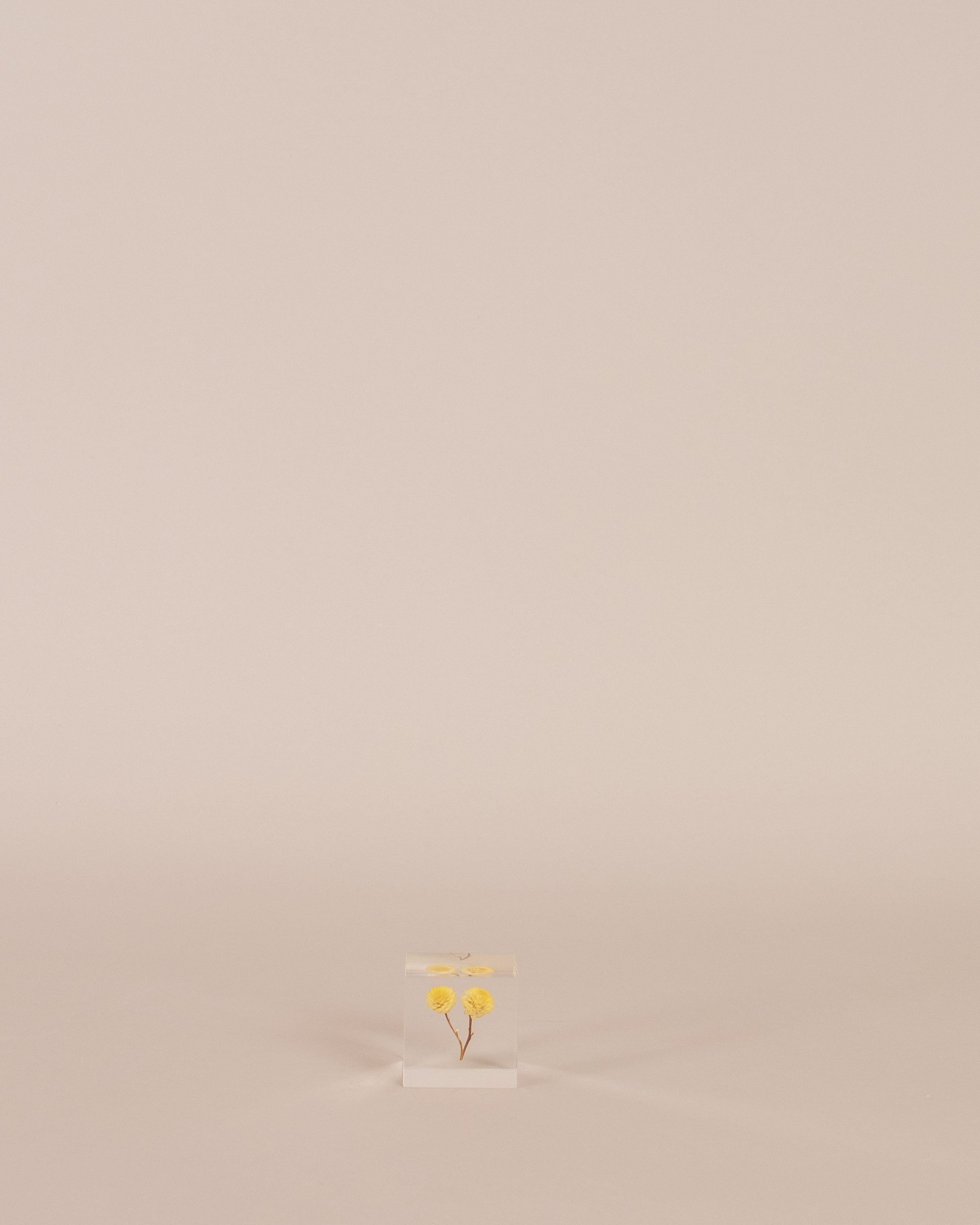 Immortelle Sola Cube