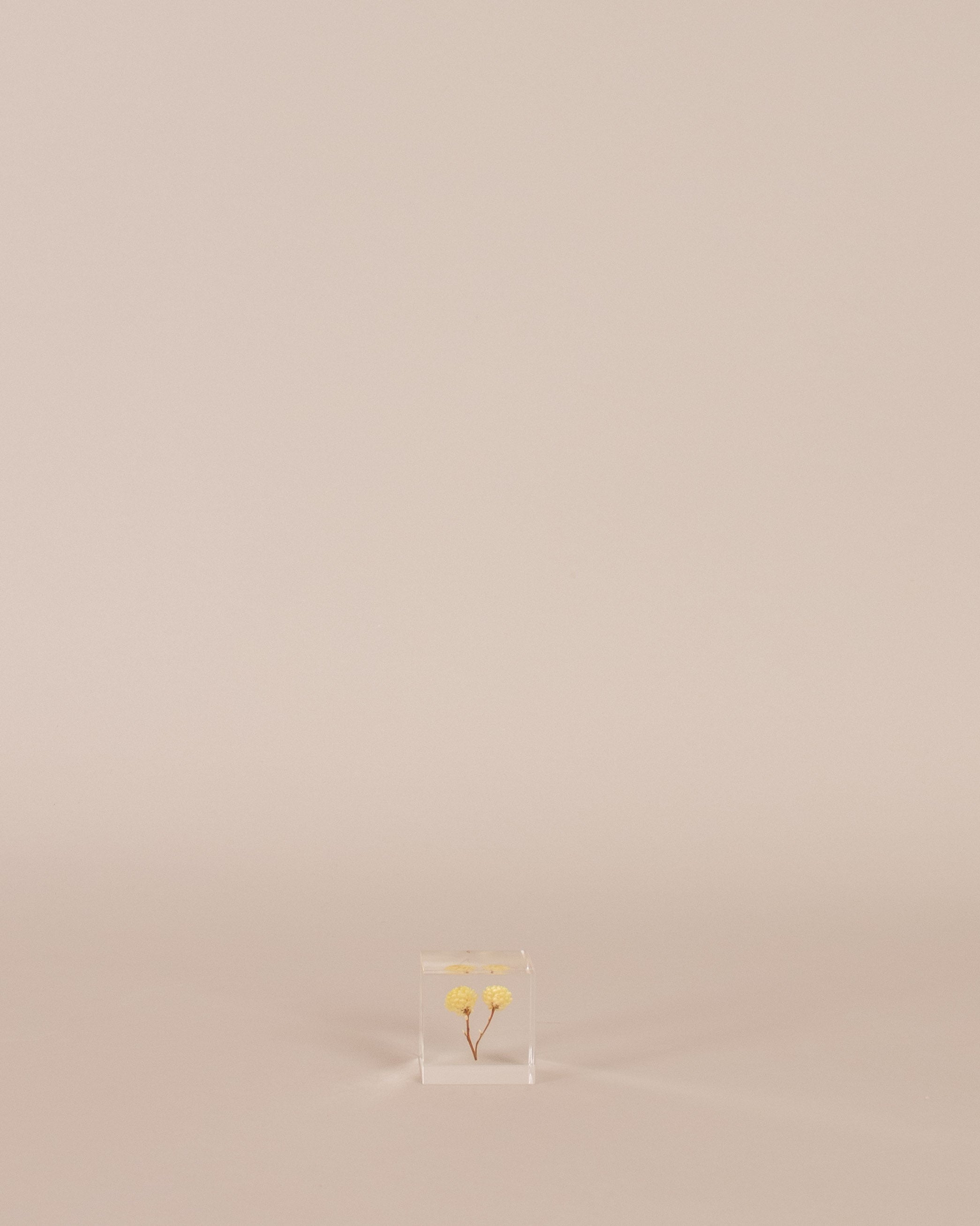 Immortelle Sola Cube