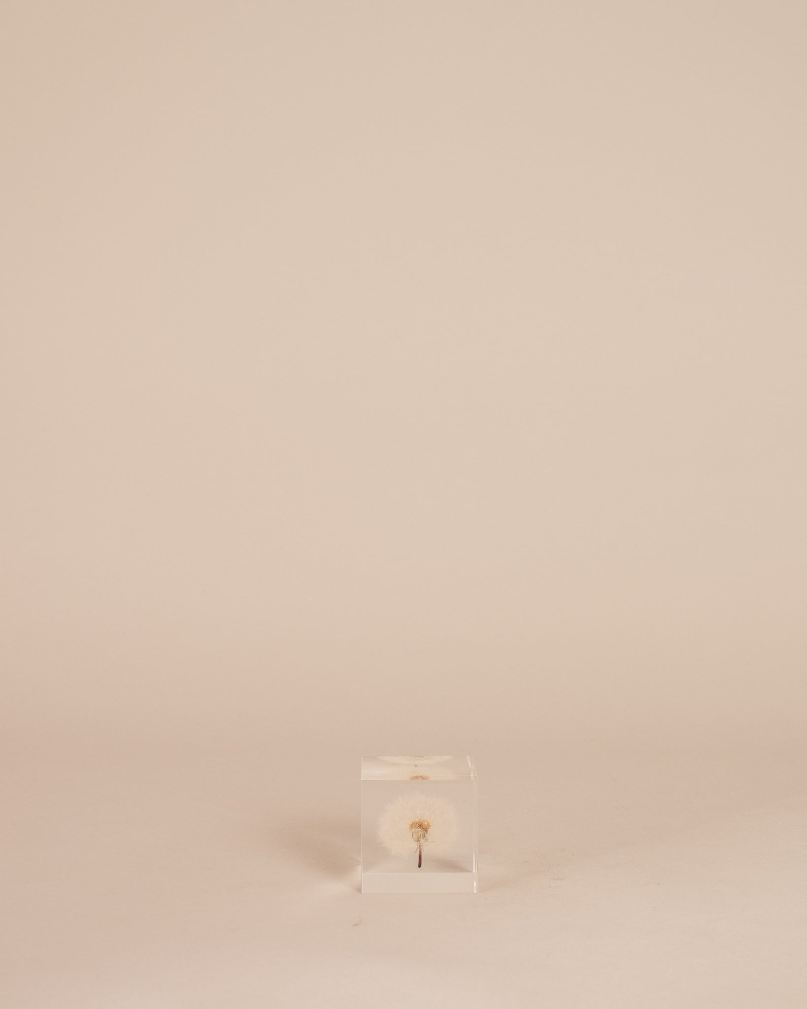 Dandelion Sola Cube