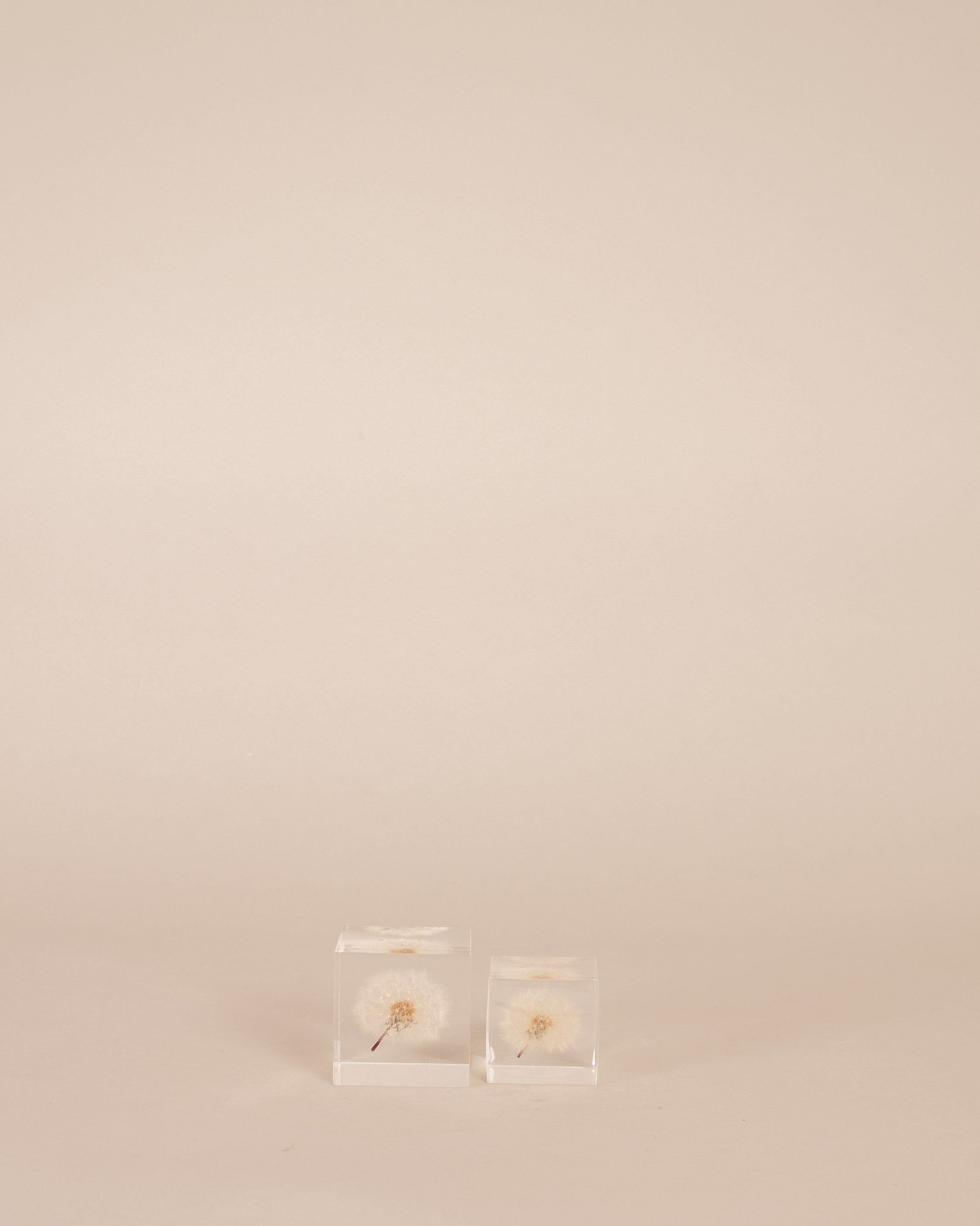 Dandelion Sola Cube - GOOD FRIEND