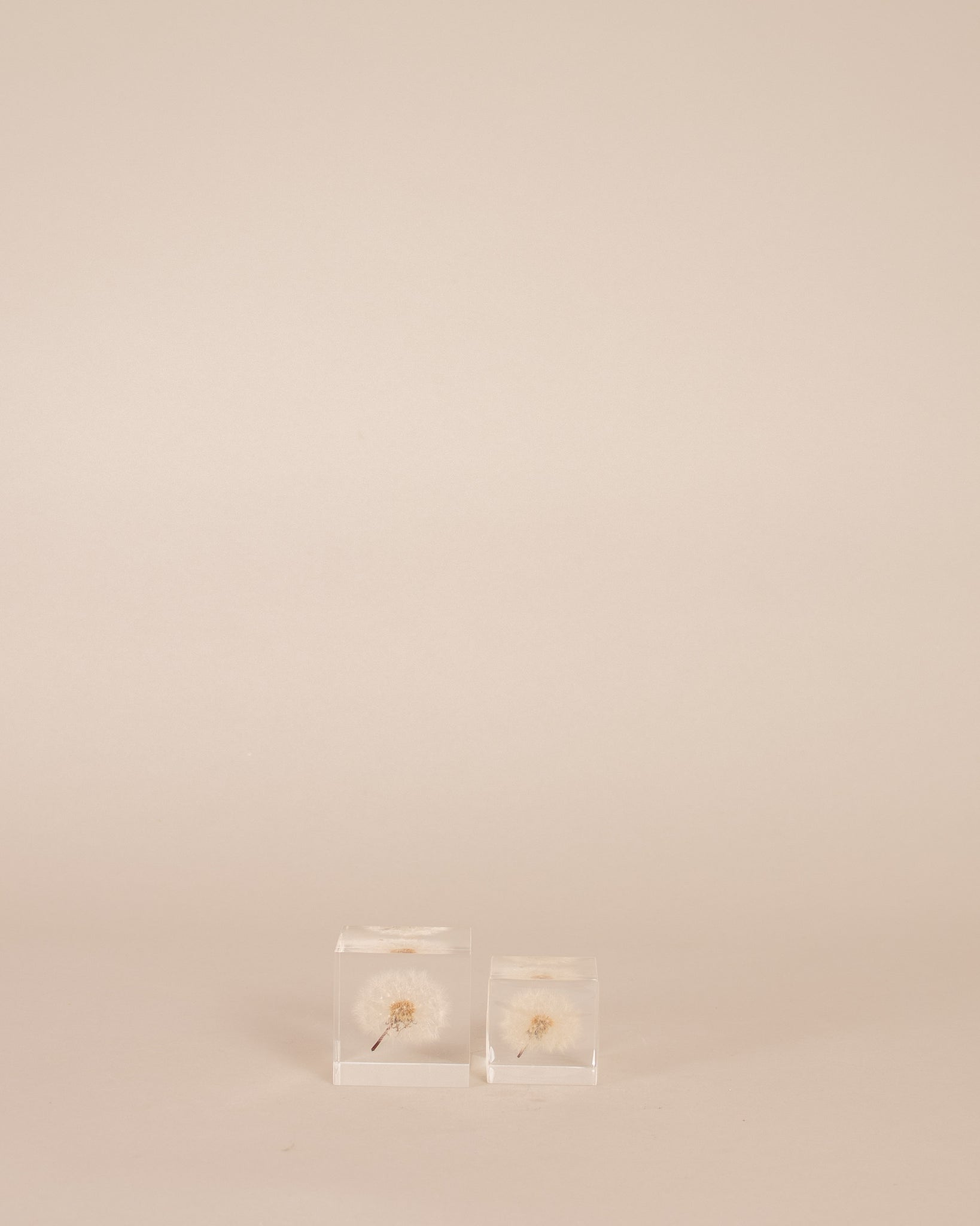 Dandelion Sola Cube