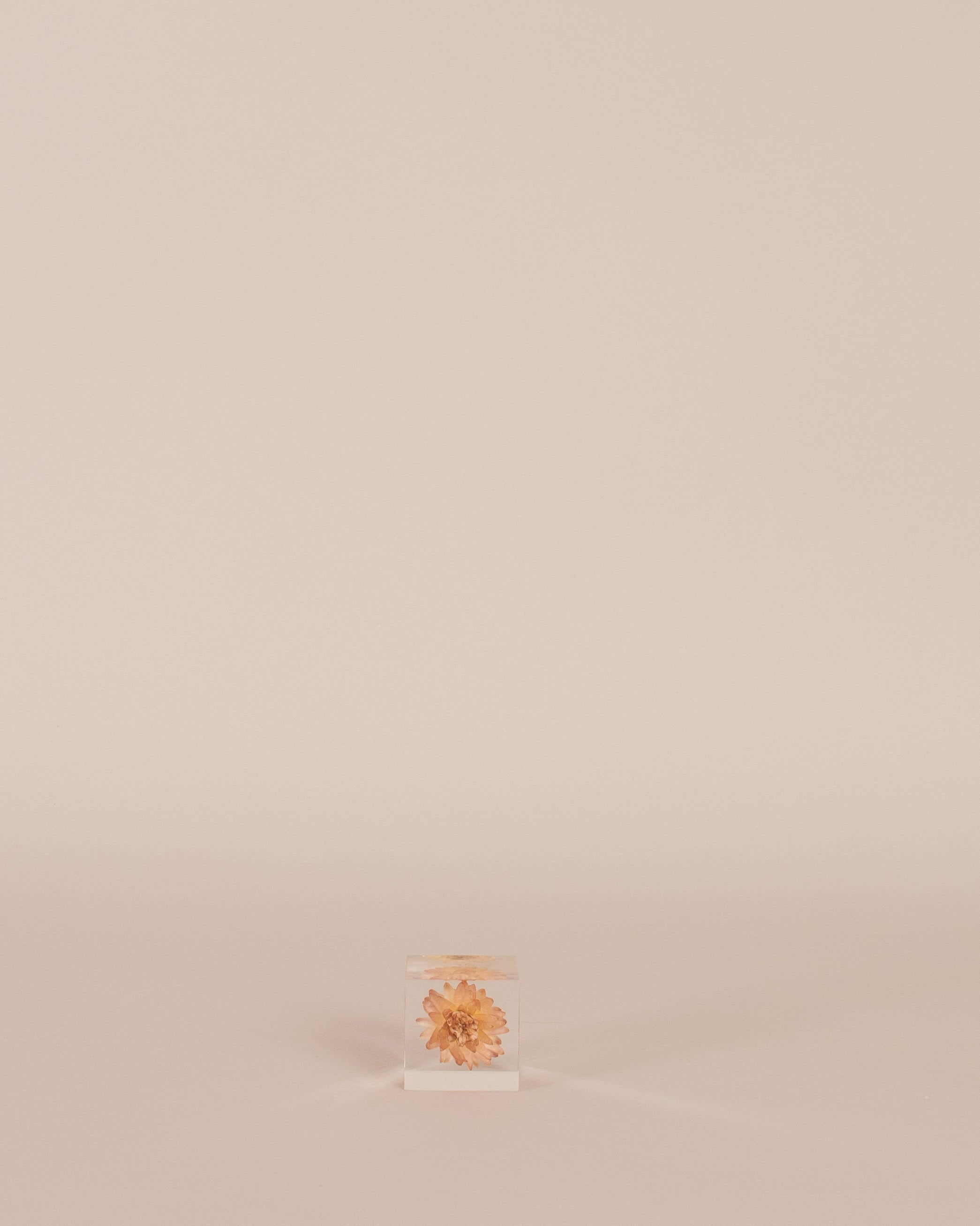 Strawflower Sola Cube